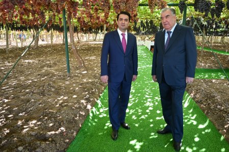 Боздид аз боғҳои ангур дар Хоҷагии деҳқонии “Боғи Сомон” дар шаҳри Турсунзода