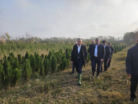 ШИНОСОИИ РАИСИ ВИЛОЯТ БО ВАЗЪИ НАШЪУНАМОИ ДАРАХТОНИ СОЯАФКАНУ ОРОИШӢ ДАР НОҲИЯИ КӮШОНИЁН