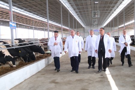 Шиносоӣ бо фаъолияти фермаи парвариши чорвои зотии ҶДММ Саховат дар ноҳияи Бобоҷон Ғафуров