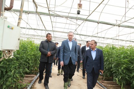 ҚУБОДИЁН: ШИНОСОӢ БО НАШЪУНАМОИ ПОМИДОР ДАР ГАРМХОНАҲО
