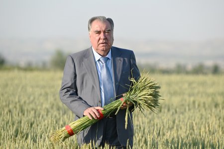 Боздид аз ҷараёни парвариш ва нашъунамои зироати кишоварзӣ дар Кооперативи истеҳсолии Сомонҷон ва хоҷагии деҳқонии Эмоми Аъзам дар ноҳияи Данғара