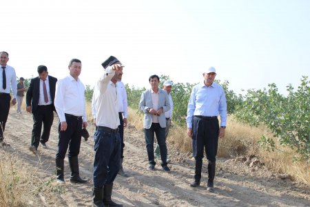 ФАРХОР: БОЗДИД АЗ НАШЪУНАМОИ БОҒИ ПИСТА ДАР ХОҶАГИИ ДЕҲҚОНИИ “АБДУҶАББОР”